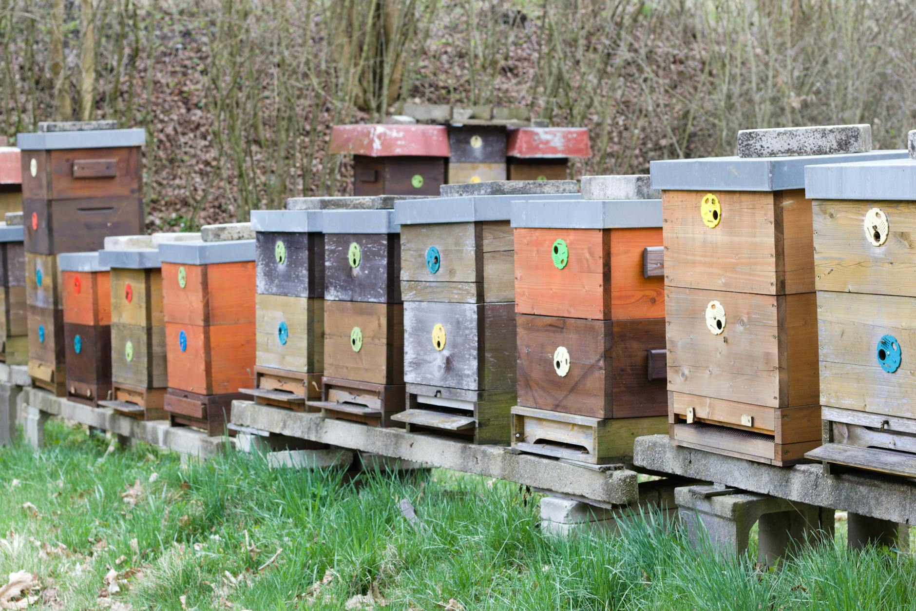 Bienenstöcke in einer Streuobstwiese im Mostviertel
