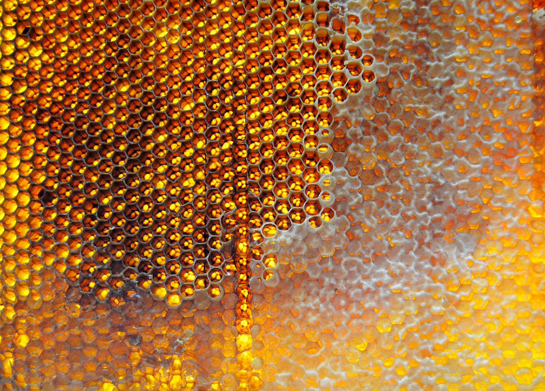 Honigwabe mit goldgelbem Honig